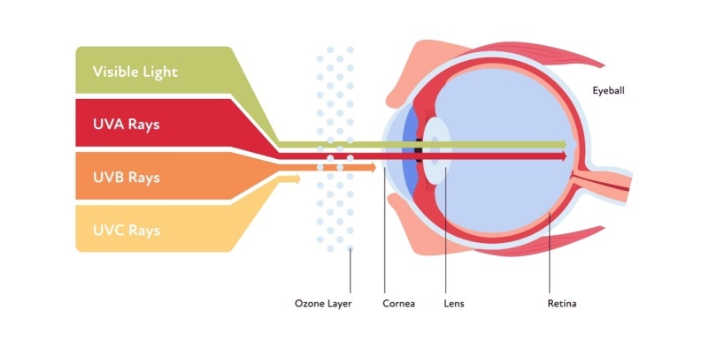 An illustration of how UVA, UVB and UVC rays go through the ozone layer and into the human eye.